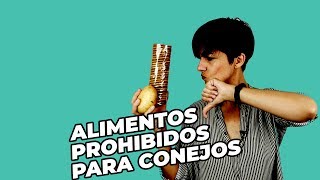 Alimentos Prohibidos Para Conejos [upl. by Erle502]