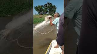 Pescador do Amazonas velhinho [upl. by Aicargatla]