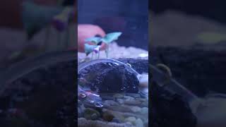 My Dwarf Mudskipper Fish Setup [upl. by Yrtnej]