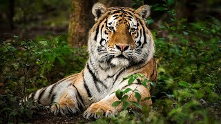 The Sundarbans the worlds largest mangrove forest in the world Natural Sound [upl. by Carder508]