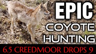 Action Packed Coyote Hunt  9 Down With The 65 Creedmoor  New 2024 [upl. by Tavia598]