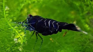 The most simple and 100 way to know that your Neocaridina shrimp is holding eggs [upl. by Topper]