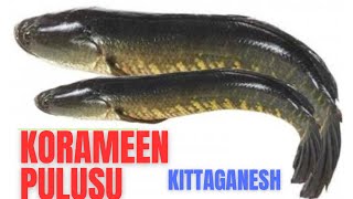 కోరమీన్ పులుసు  korameen pulusu nice variety fish recipe pl subscribe [upl. by Yentiw]