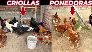 Por esta razón debes criar gallinas criollas y NO ponedoras [upl. by Tadio110]