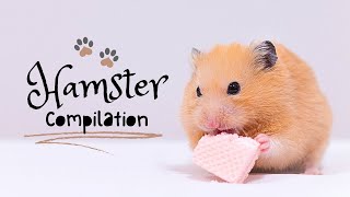 Adorable Hamster Moments to Brighten Your Day 🐹✨Compilation Video God’s Love in Small Packages 🐹❤️ [upl. by Maiocco36]