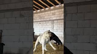 Kangal vs rottweiler this is why no one should mess with a kangal [upl. by Carney]