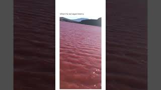 🌊 Red Algae Bloom Natures Stunning Transformation 🌺 shorts redalgae nature asmr redwater sea [upl. by Gary194]