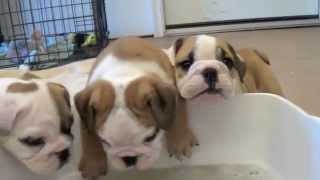 Baby English Bulldog Puppies [upl. by Lazaro800]