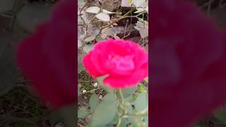 Gulab ka phool short video HD viral [upl. by Corby]