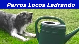 Perros Locos Ladrando Perros ladrando muy fuerte [upl. by Merna]