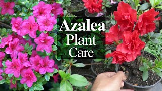 Azalea Flower  Azalea Plant Care How To Grow Azalea Rhododendron [upl. by Daye431]