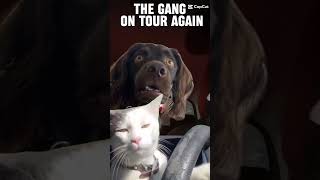 The Gang on Tour again🚗🐕🌞☄️ memes meme funnypets candyzuckerschnecke [upl. by Norok843]