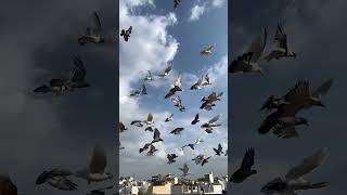 Flying pigeon trending viralvideo ytshorts [upl. by Eenhpad884]