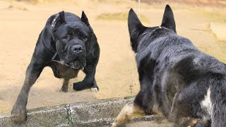 Only These Dog Breeds Can Face a Cane Corso [upl. by Dich]