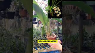 Coelogyne Asperata Whatsapp 47 984791939 [upl. by Demah]