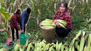 Harvest corn and sell it at the market to earn extra incomePhuc and Sua [upl. by Aneerak992]