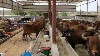 Gir cows in Mysore District organic foodprint farms [upl. by Cheston]