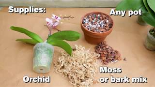 How to Repot an Orchid [upl. by Heriberto678]