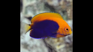 New Flameback Angelfish [upl. by Notgnirra]