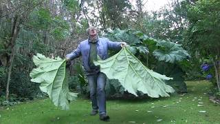 Giant Gunnera leaf cast in cement [upl. by Carolynne]