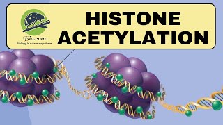 Histone Acetylation  Histone  Biodotcom  histone CSIR DBT GATE [upl. by Allbee]