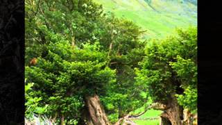 The Borrowdale Yews Cumbria England by Paul W Greenwood [upl. by Holmun]