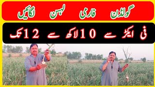 Garlic Golden Farmi garlic pink Harnai garlic bread NARC farming information All Crop TAj Zari Farm [upl. by Orwin]