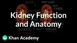 Kidney function and anatomy  Renal system physiology  NCLEXRN  Khan Academy [upl. by Fife]