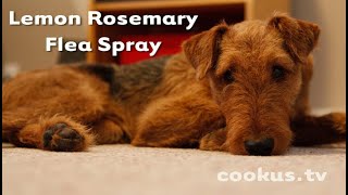 How to Make Lemon Rosemary Flea Spray [upl. by Enoid484]