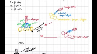 Kompleman Sistemi Complement System Lectin and Alternative Pathway [upl. by Idnew]