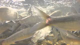 Cape Cod Herring Run Brewster Massachusetts [upl. by Anale]