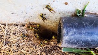 AGGRESSIVE Yellow Jackets Underground Nest ATTACK Wasp Nest Removal hornetking fyp viral [upl. by Atiuqaj64]