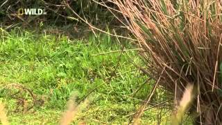 Wild Japan  National Geographic  Nature Documentary [upl. by Tohcnarf]