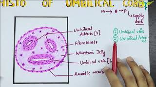 Histology of the Umbilical Cord [upl. by Emiolhs]