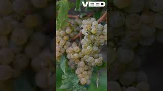 ¡Cuidado con las uvas en el microondas 🍇 Mira lo que sucede y por qué evitarlo curiosidades [upl. by Brennen321]