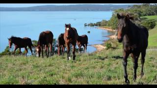 Lauriston Thoroughbred Farm [upl. by Niwrud]