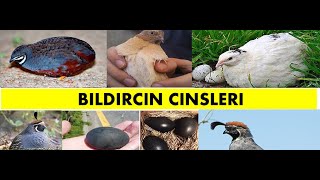 Bıldırcın Cinsleri Fiyatları Özellikleri [upl. by Malamut]