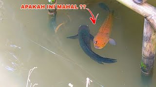 REJEKI NOMPLOK Dapat Ikan Channa Mahal Ditempat Ini  Penangkapan Ikan Channa Limbata [upl. by Swartz]