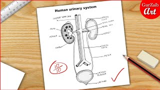 How to draw a Human urinary system Diagram Drawing  easy science project making [upl. by Lavern]