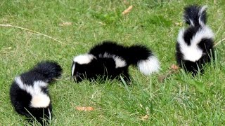 15 Amazing facts about the Skunk [upl. by Nigen411]