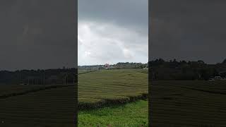 Osulloc green tea fields and cherry blossom 🌸 on April 5jeju korea [upl. by Easton]