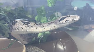 HANCOCK  Boa Constrictor BCI  feeding 🎬 280624 [upl. by Elenore519]