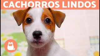 VÍDEOS DE CACHORROS FOFOS EM 4K por que tão lindos 😍 [upl. by Cherida]