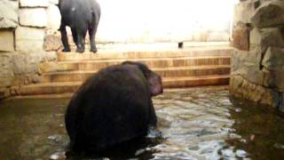 Elefant im Wasser [upl. by Moreno193]