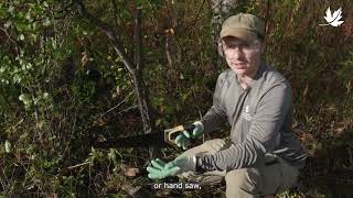 Controlling invasive common buckthorn [upl. by Aicilyhp339]