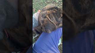 I Dont Like Dogs ilovemydog bestdog brindle pitbull labmix goodboy pitmix Brutus 2024 [upl. by Dav]