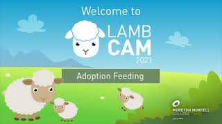 Lambcam 2021 Adoption Feeding [upl. by Launame]