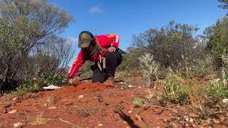 Gold Prospecting  Working hard and it ended up being 59g  Detecting Australia  goldprospecting [upl. by Fronnia]