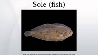 Sole fish [upl. by Stafford]