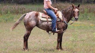 Spice  Varnish Roan Appaloosa EnglishWestern Mare [upl. by Anelem595]